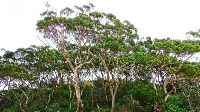 Bio terra eukaliptus drvo 29 10 2018