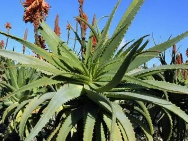 Aloe Arborescens - franjevac Romano Zago otkrio svoj recept protiv raka