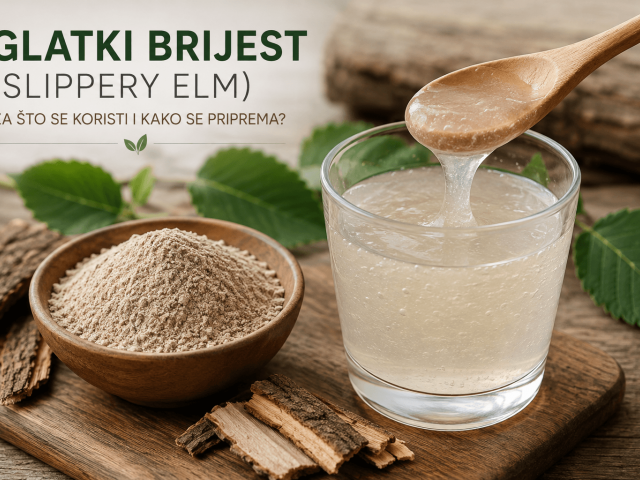Glatki brijest (Slippery Elm) – za što se koristi i kako se priprema? Glatki brijest (Slippery Elm) – za što se koristi i kako se priprema?