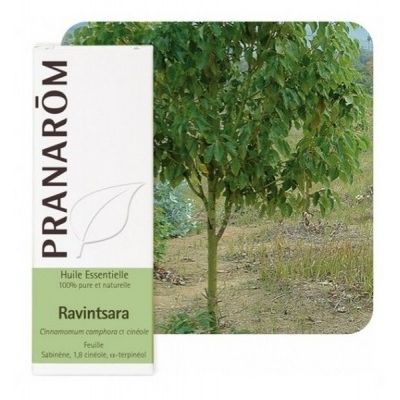 Ravensara eterično ulje 30 ml Pranarom