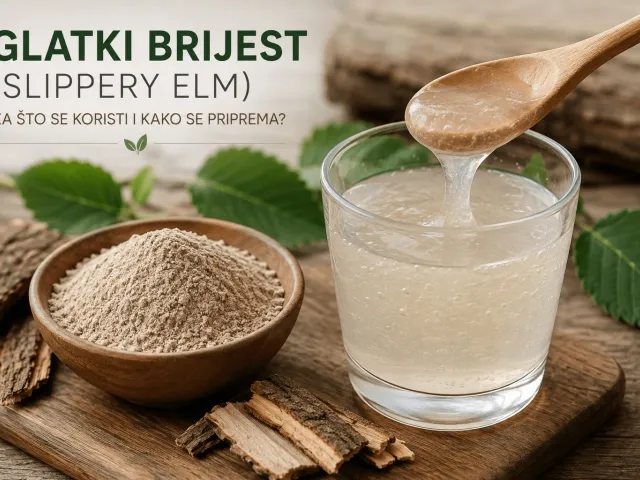 Glatki brijest (Slippery Elm) – za što se koristi i kako se priprema?