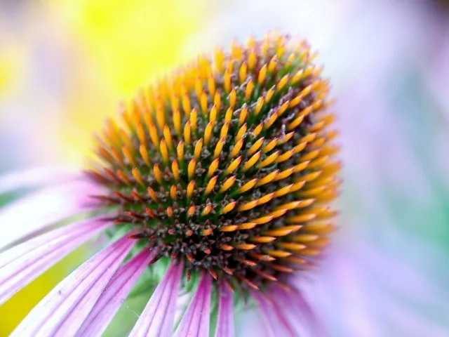Echinacea (Ehinaceja) – najbolji prijatelj imunološkog sustava