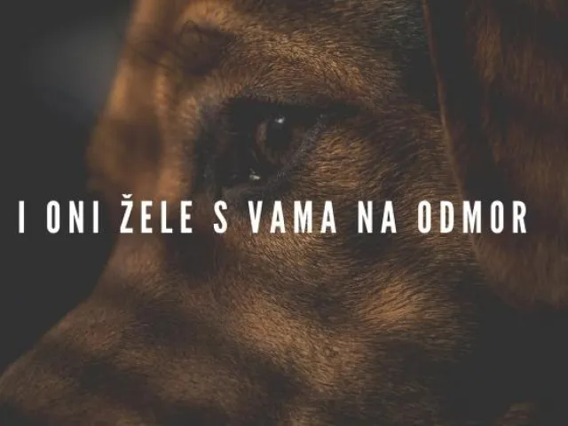 Putovanja sa psima: I oni žele s vama na odmor!