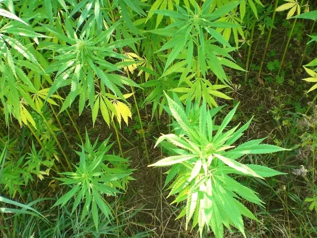 Jeste li se već upoznali s CBD uljem?