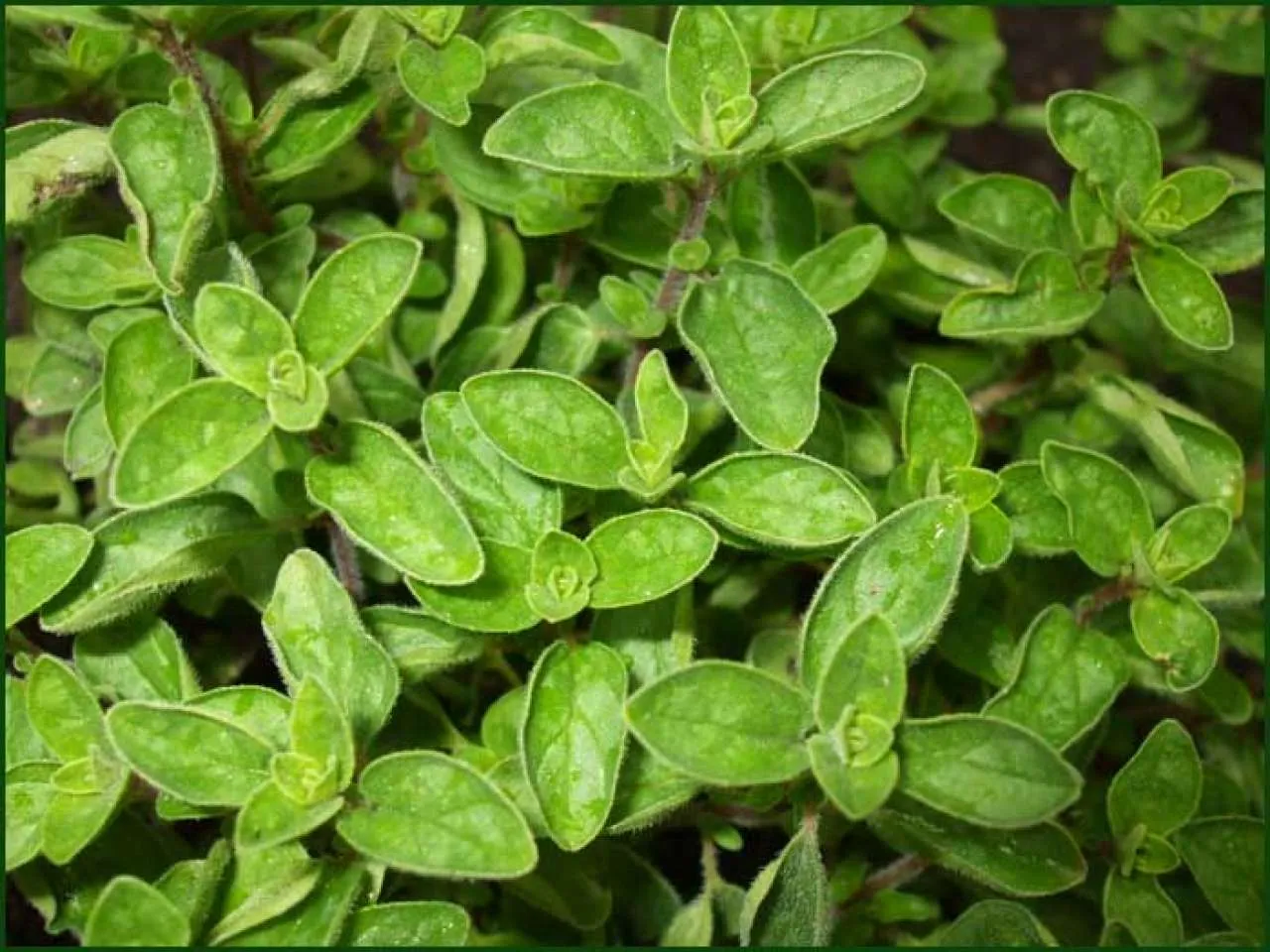 Ulje divljeg origana (Origanum minutiflorum)