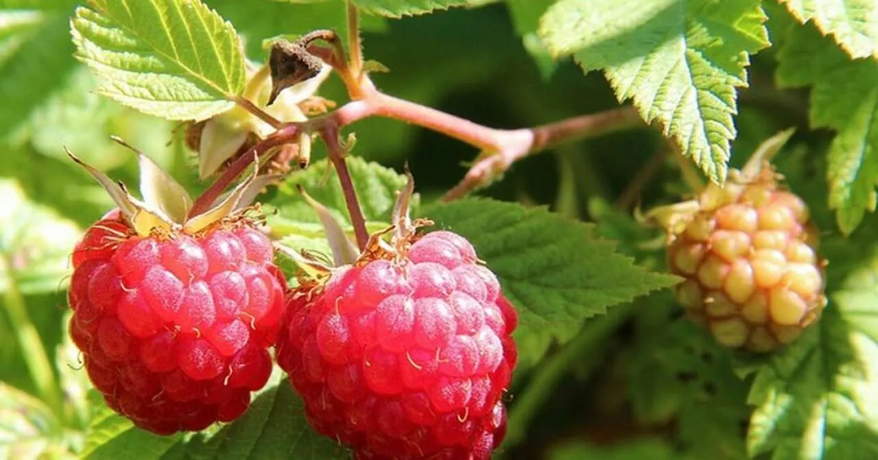 Ulje sjemenki maline - prirodna zaštita i njega kože