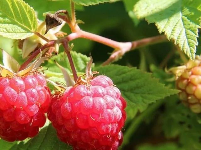 Ulje sjemenki maline - prirodna zaštita i njega kože