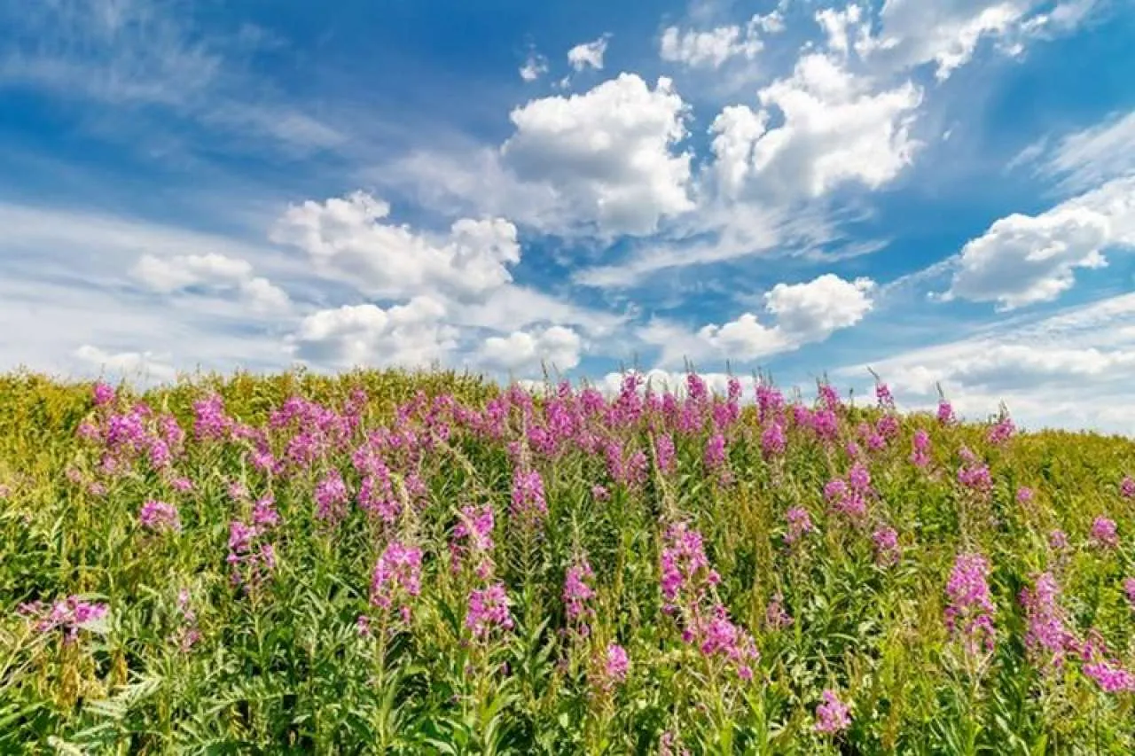 Cvjetovi sitnocvjetne vrbovice (Epilobium parviflorum)