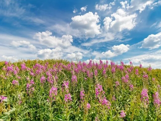 Vrbovica (Epilobium parviflorum) – tradicionalna biljka za mokraćni sustav muškaraca
